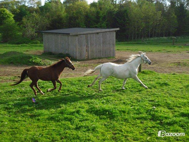 DSP Cherry Cheval billede 15