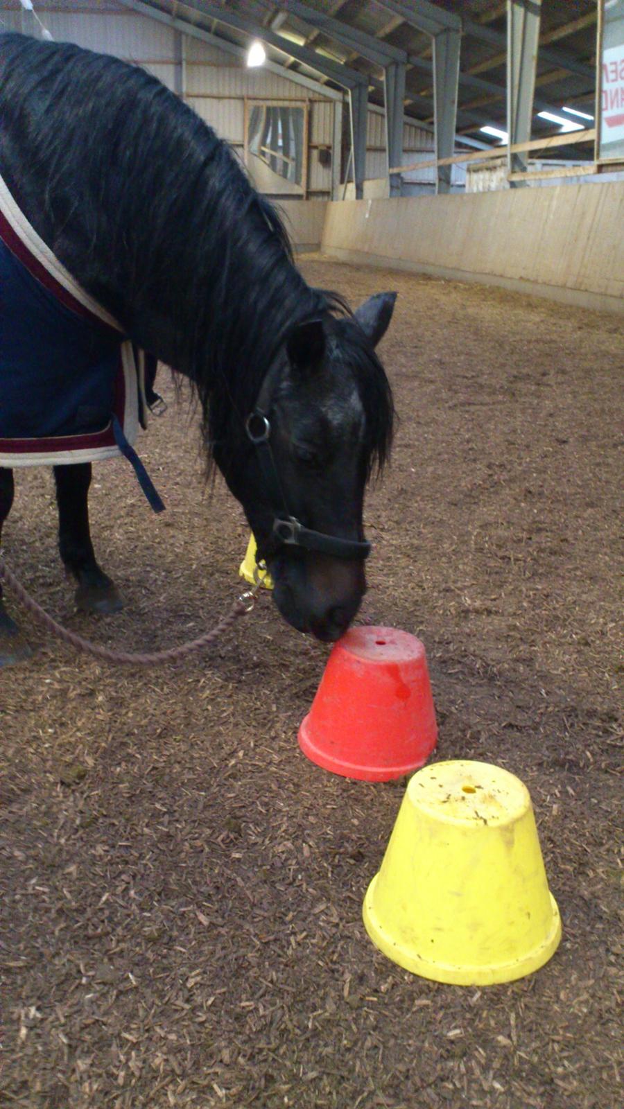 Anden særlig race Flicka - Jeg tror at Flicka har fået en kæreste, om det er den røde eller gule ved jeg ikke, men en ting der er helt sikkert er at hun var meget interreseret i kejlerne :) billede 13