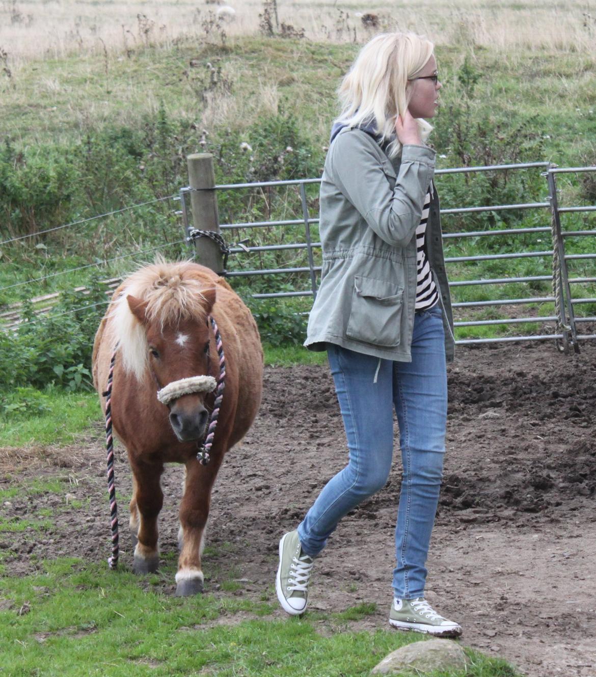 Shetlænder Bella <3 - Bella går efter, hvor fuck skal vi hen? :-D billede 9