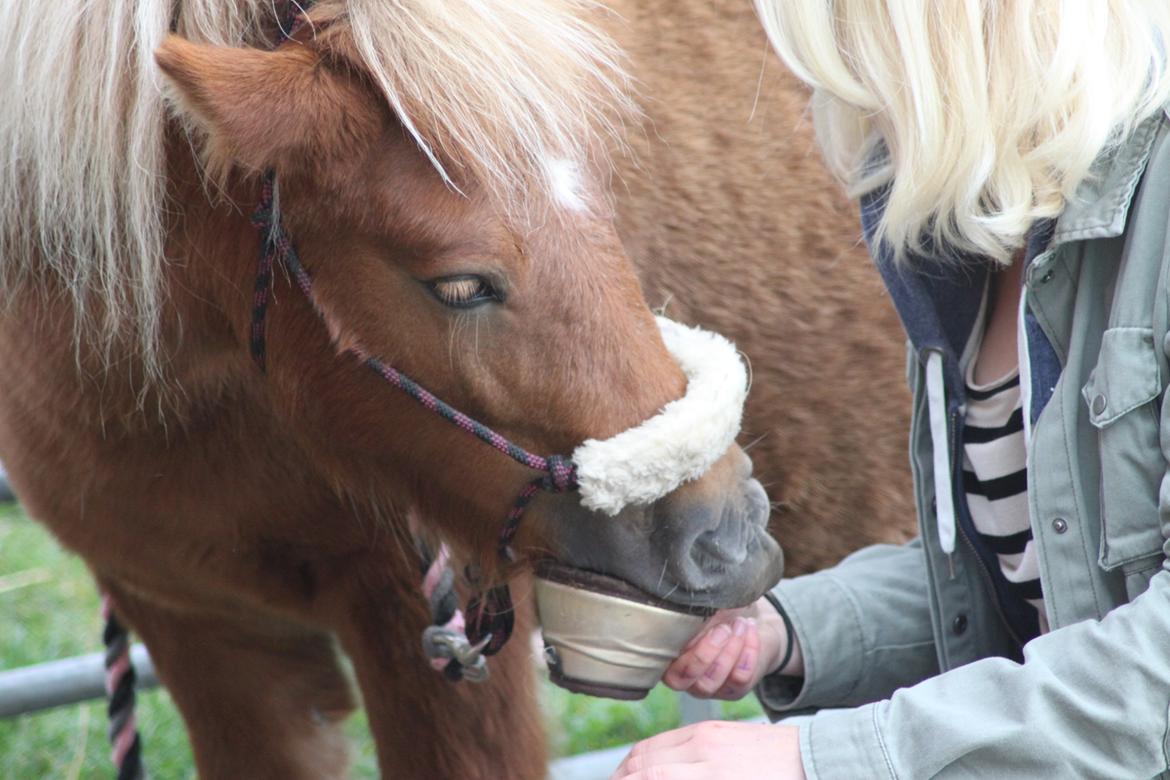 Shetlænder Bella <3 - Seriøst, til mig? :-D Bella æder sine klokker! billede 6