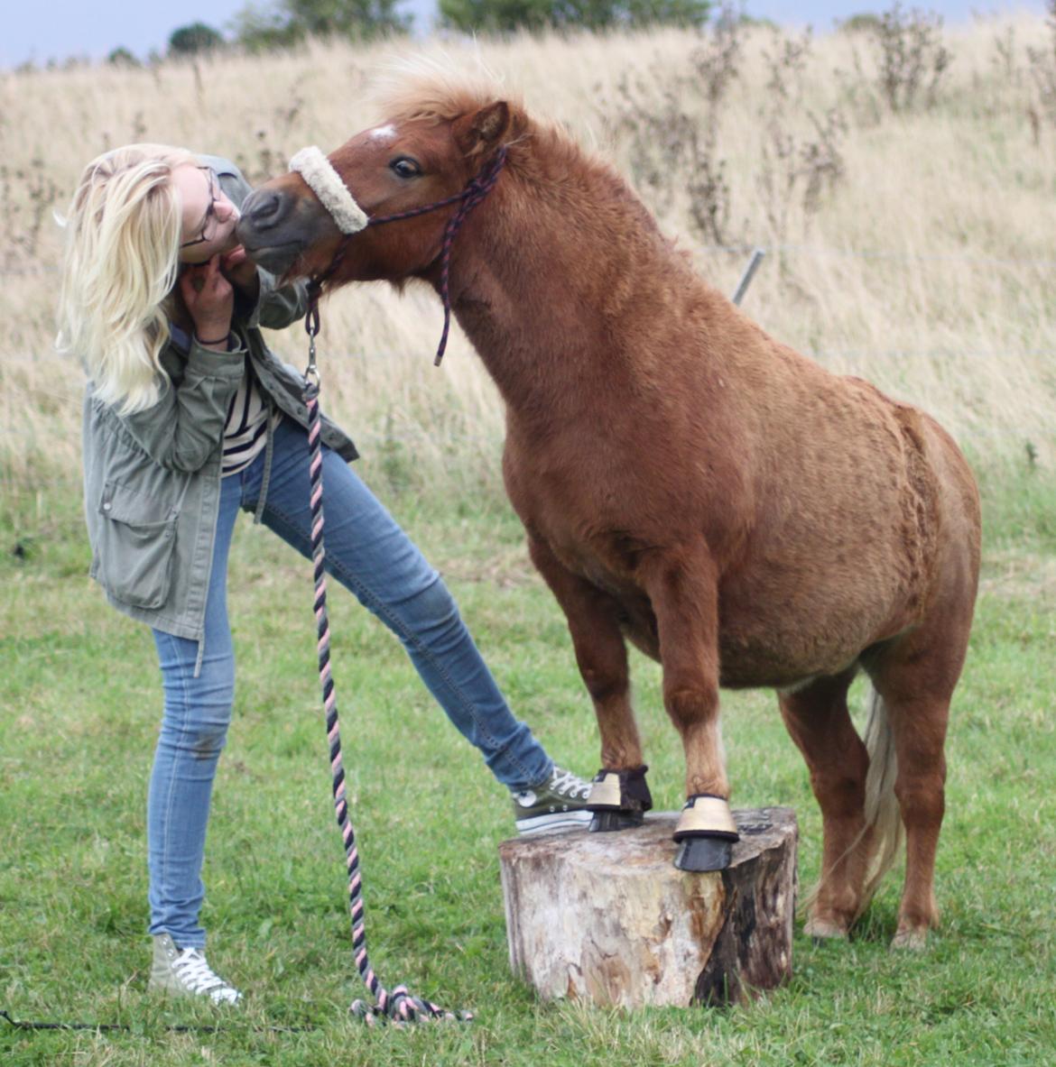 Shetlænder Bella <3 - SE, hvor dygtig hun er <3 billede 5