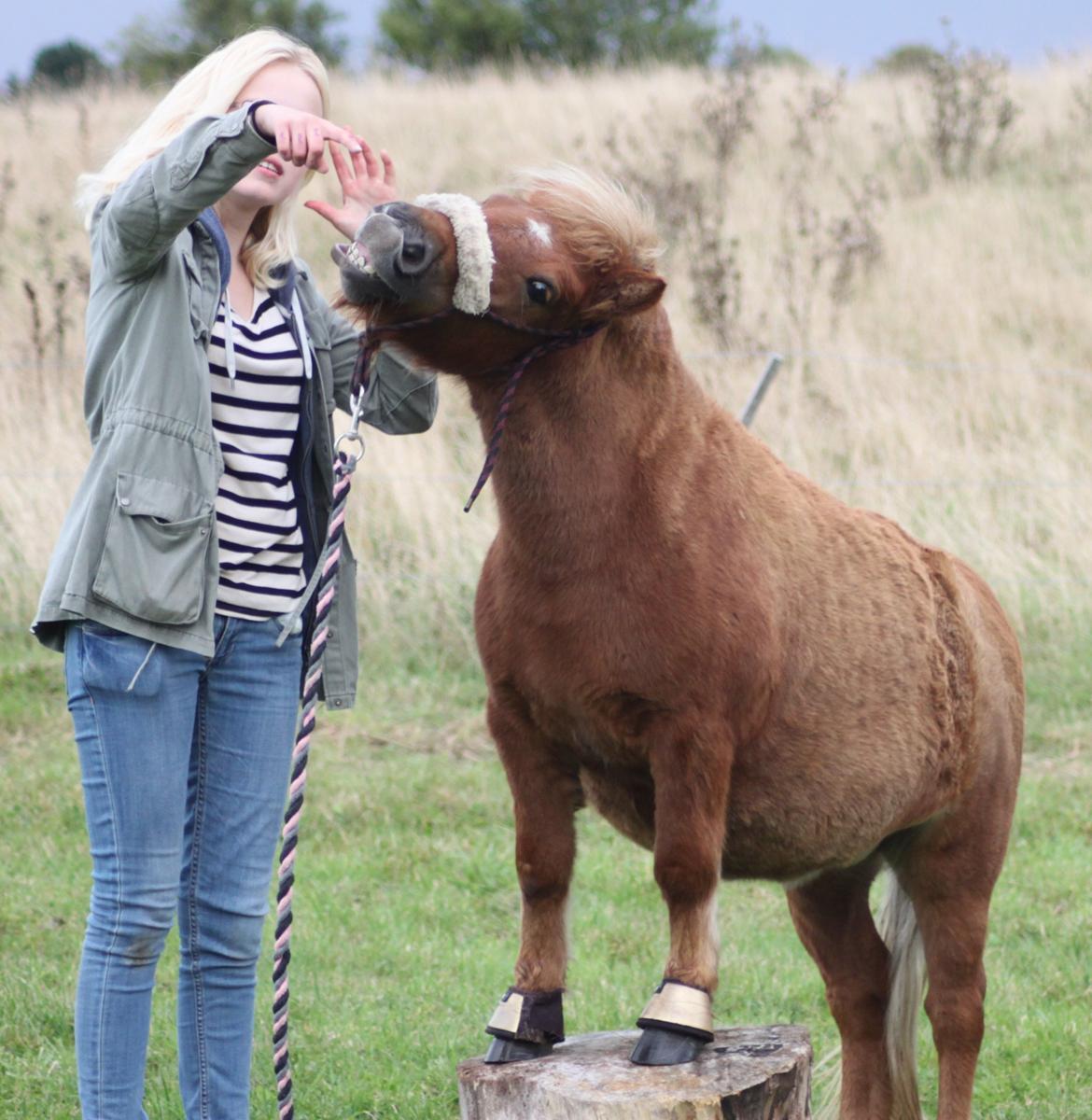 Shetlænder Bella <3 - Har aldrig mødt en hest, der ligger det mere unaturligt til at flimre end hende :-O billede 13