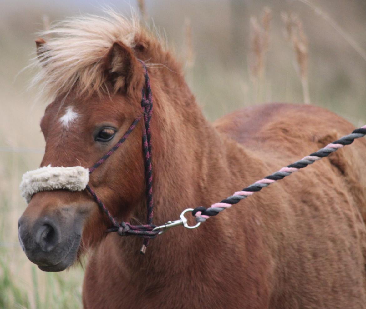 Shetlænder Bella <3 - Plysdyr <3 billede 16