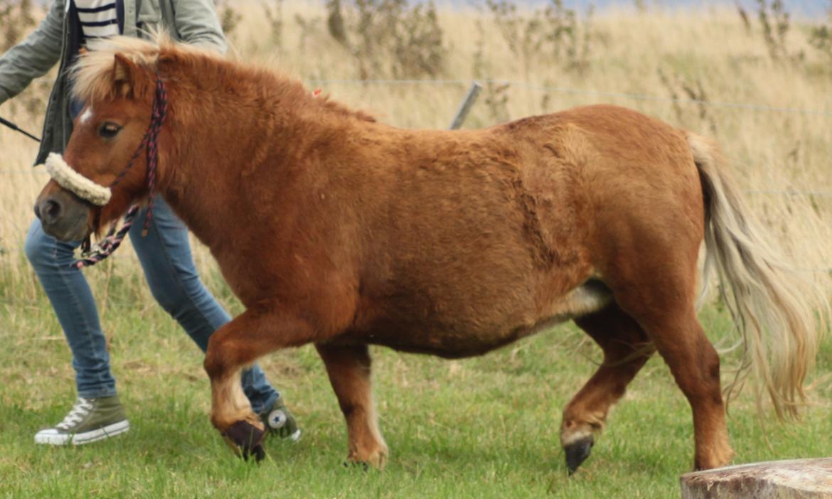 Shetlænder Bella <3 - Flytter sine fusser.. Grrrim pelsskifte :-D<3 billede 14