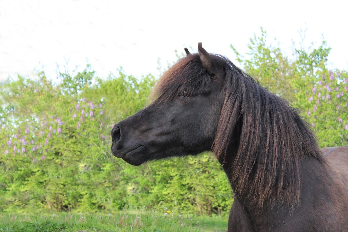 Islænder Bliða hedelund - hilser Hekla velkommen tilbage til folden :D billede 7
