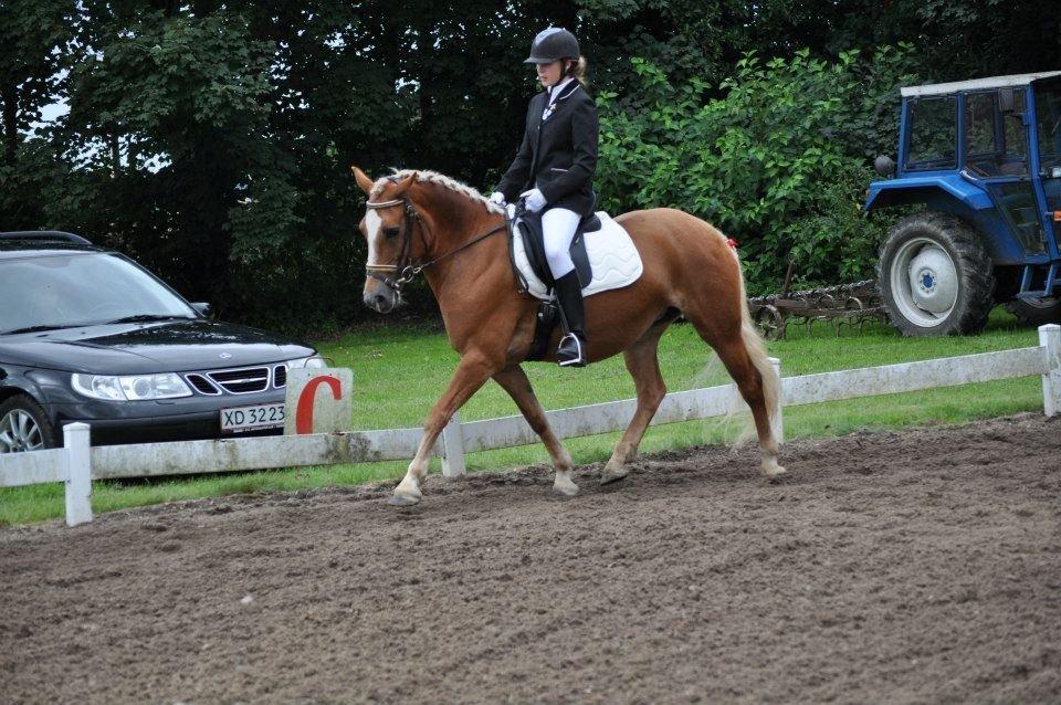 Haflinger Gipsy Solgt - Til hendes første stævne fik en delt 3. plads;)
Så stoldt!!<3<3
Foto: Josephine billede 2