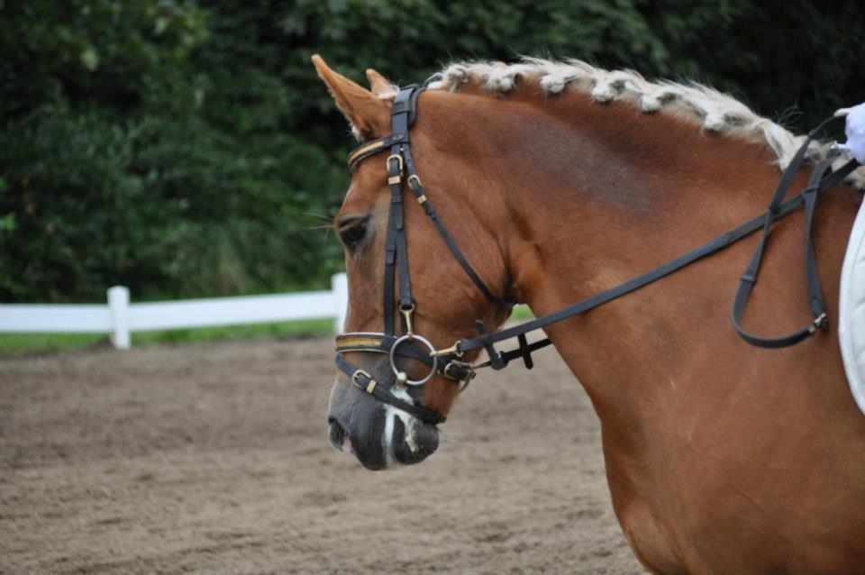 Haflinger Gipsy Solgt - Foto: Josephine billede 3