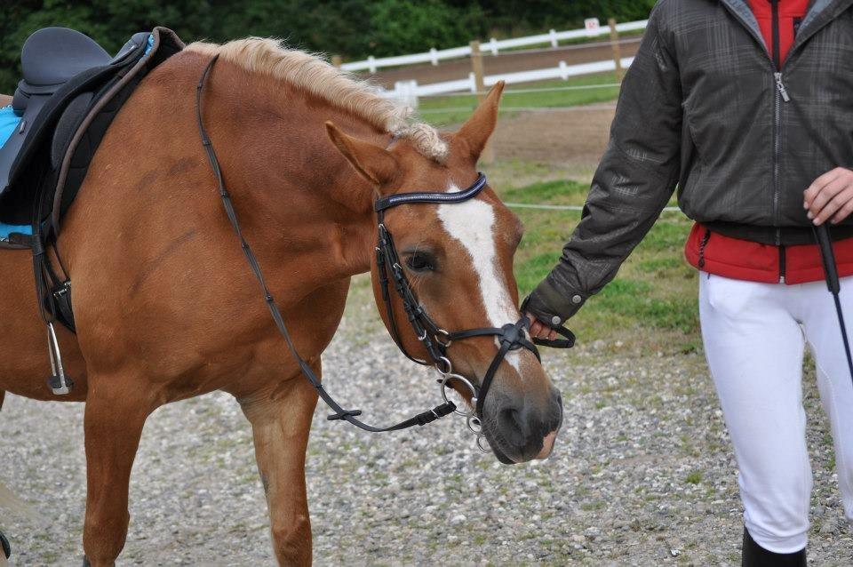 Haflinger Gipsy Solgt - Venter på at vi skal varme op til spring<3<3
Foto: Josephine billede 4