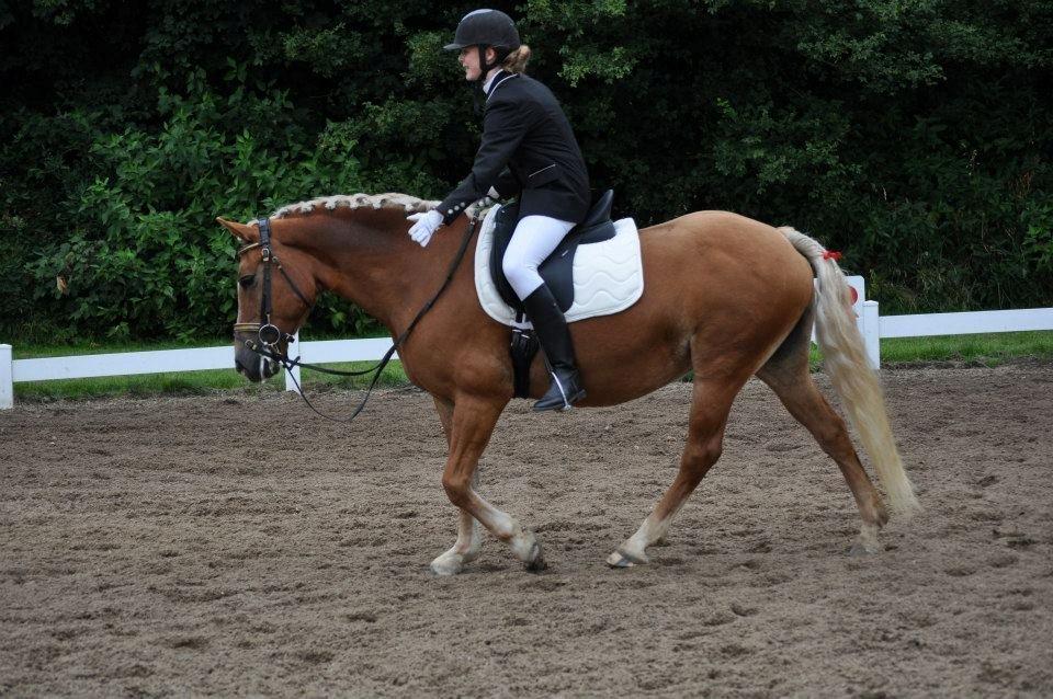 Haflinger Gipsy Solgt - Lige færdig med LD2 og fik en delt 3. plads<3
Foto: Josephine billede 5