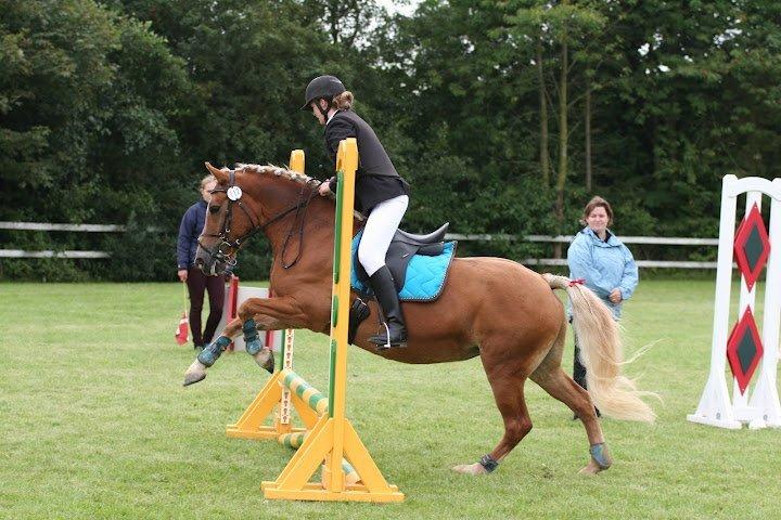 Haflinger Gipsy Solgt - Foto Malene Markman billede 7