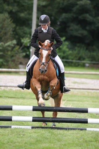 Haflinger Gipsy Solgt - Foto: Malene Markman billede 8