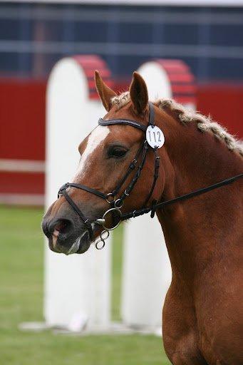 Haflinger Gipsy Solgt - Tak for det er super godt:D
Foto: Malene Markman billede 9