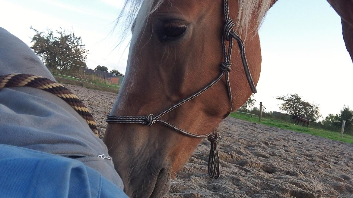 Haflinger Gipsy Solgt - Mig og Gipsy Laver Jordtræning<3
Foto: Mig billede 10