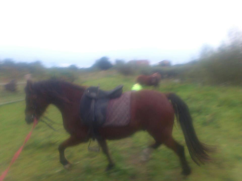 Welsh Pony af Cob-type (sec C) Gribsvads Mango billede 12