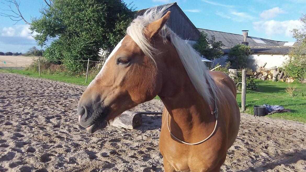 Haflinger Gipsy Solgt - Mig og Gipsy Laver Jordtræning<3
Foto: Mig billede 11