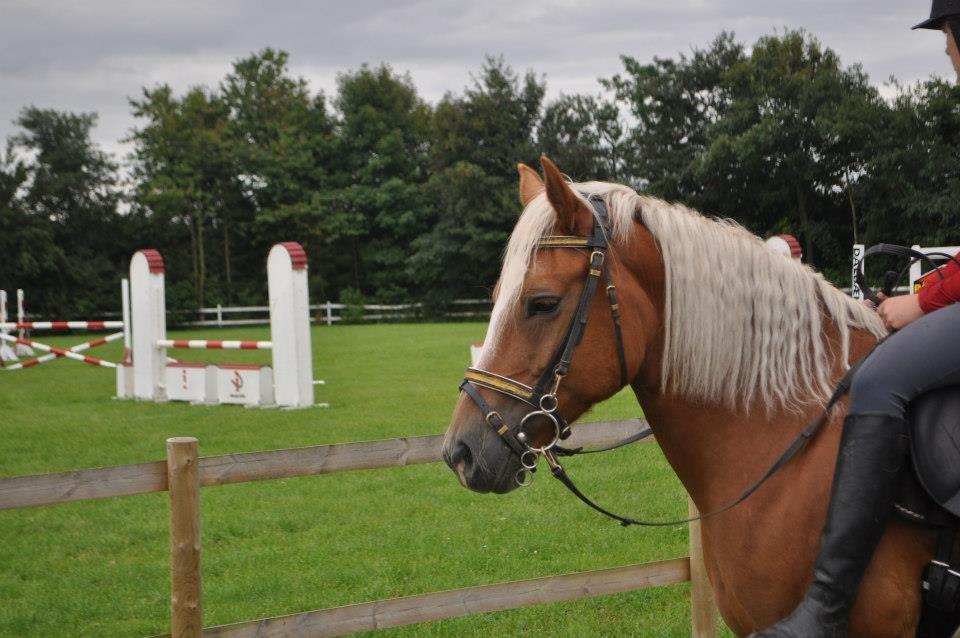 Haflinger Gipsy Solgt - Springtræning med Josephine og Isabella. Elsker jer<3<3
Foto: Josephine billede 12