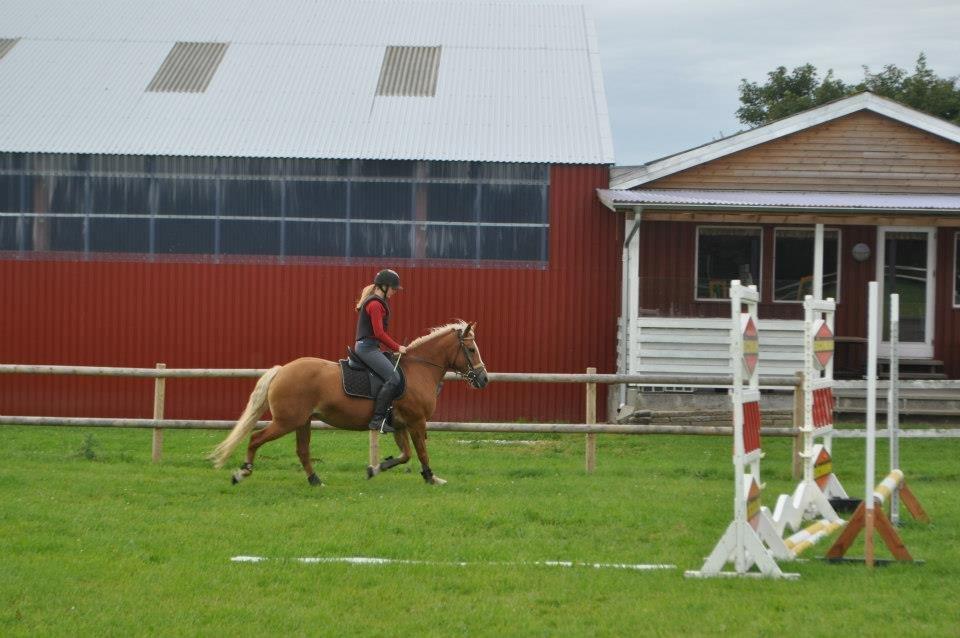 Haflinger Gipsy Solgt - Springtræning med Josephine og Isabella. Elsker jer<3<3
Foto: Isabella billede 13