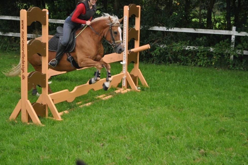 Haflinger Gipsy Solgt - Springtræning med Josephine og Isabella. Elsker jer<3<3
Foto: Josephine eller Isabela<3 billede 14