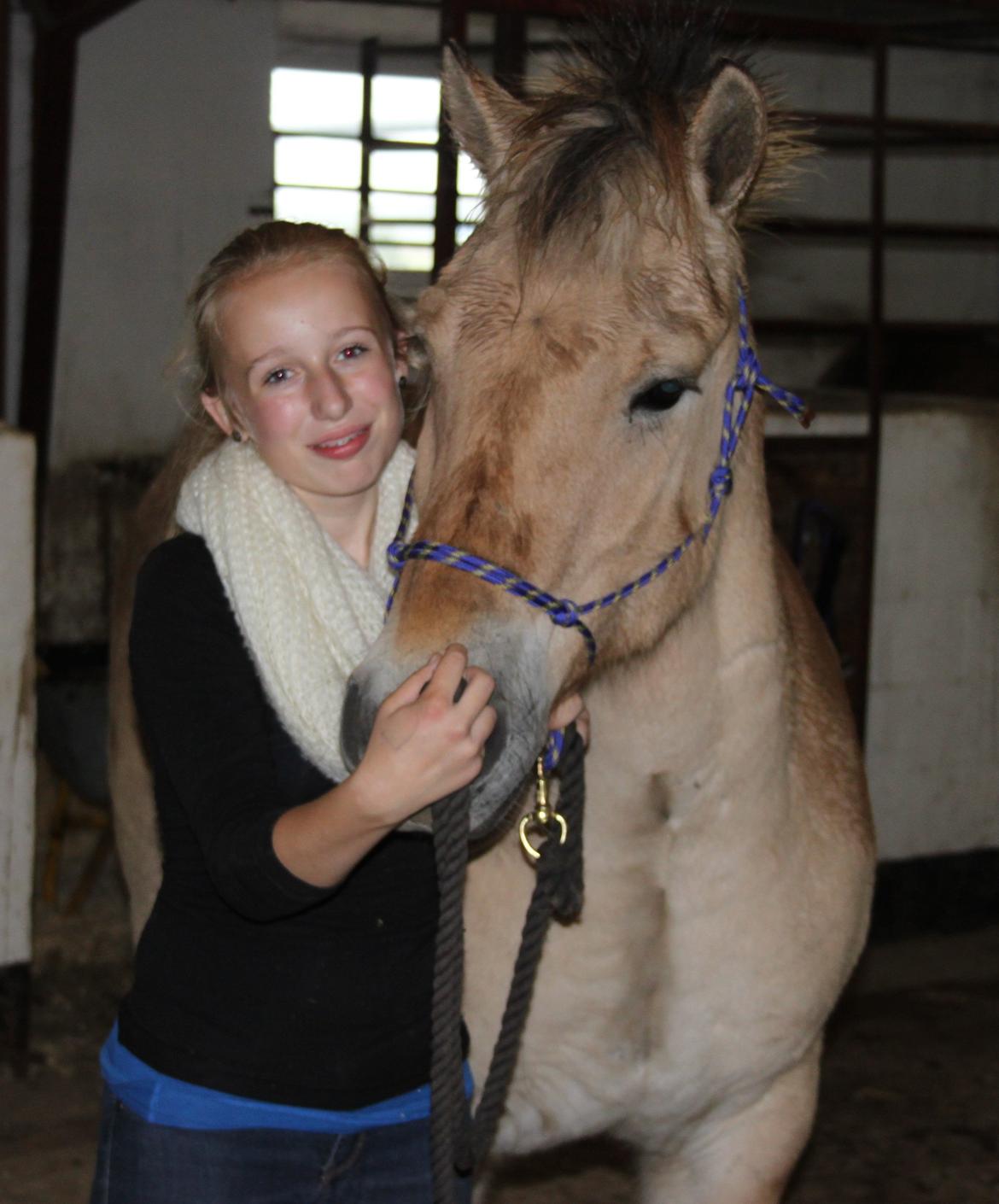 Fjordhest Rasmus :* - Af SGN foto billede 17