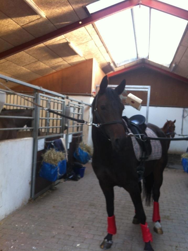 Dansk Varmblod Atterupgaards Lathyrus <3 (solgt) - Da hun li var flyttet ud på stutsborg. Alt ting var så spænde! <3 billede 7