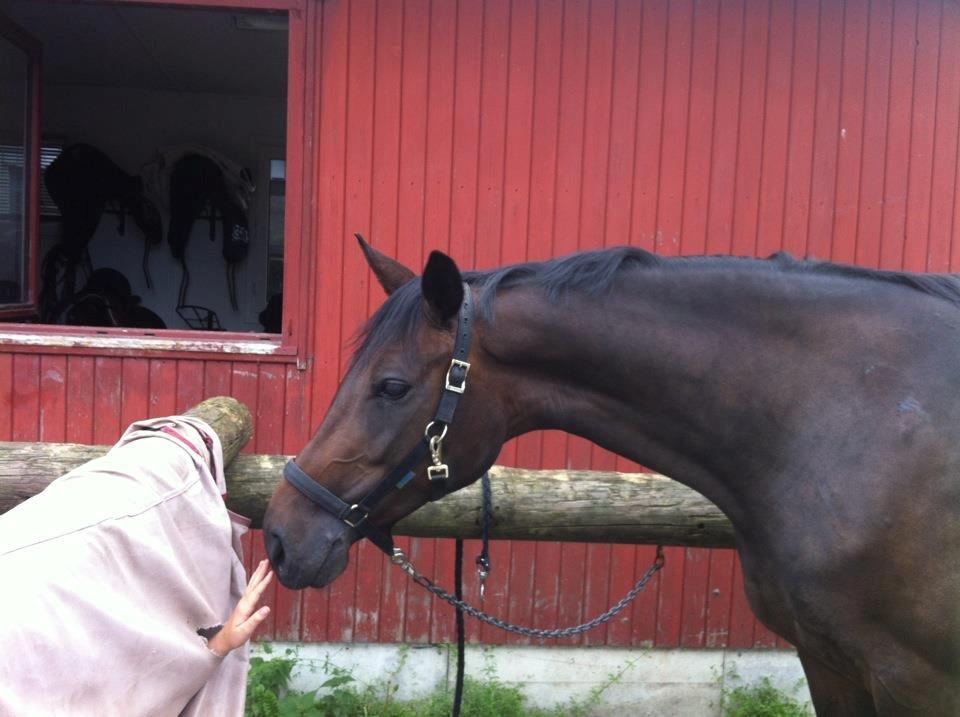 Dansk Varmblod Atterupgaards Lathyrus <3 (solgt) billede 8