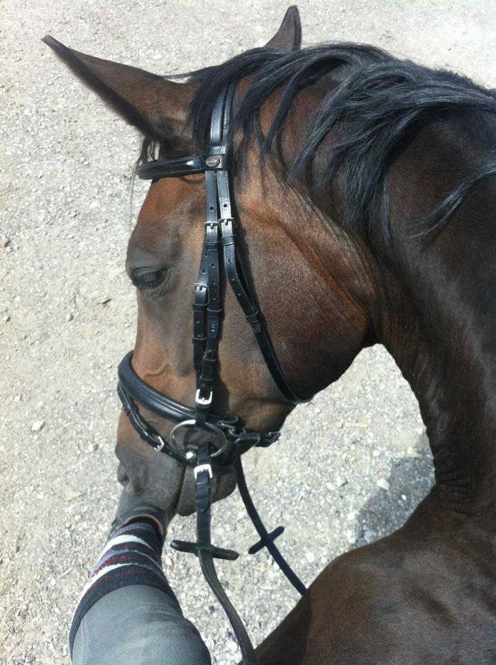 Dansk Varmblod Atterupgaards Lathyrus <3 (solgt) billede 9