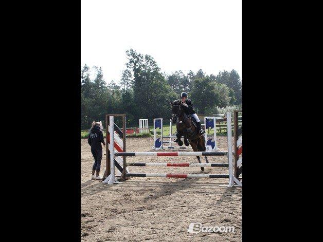 Tysk Sportspony Daalin billede 15