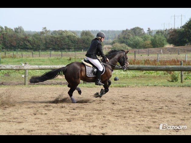 Tysk Sportspony Daalin billede 16