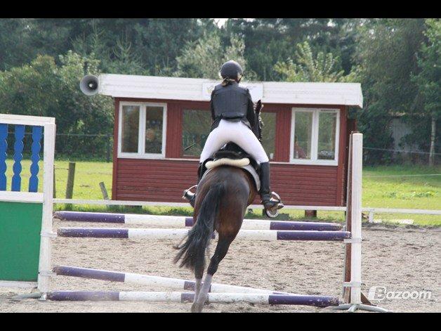 Tysk Sportspony Daalin billede 18