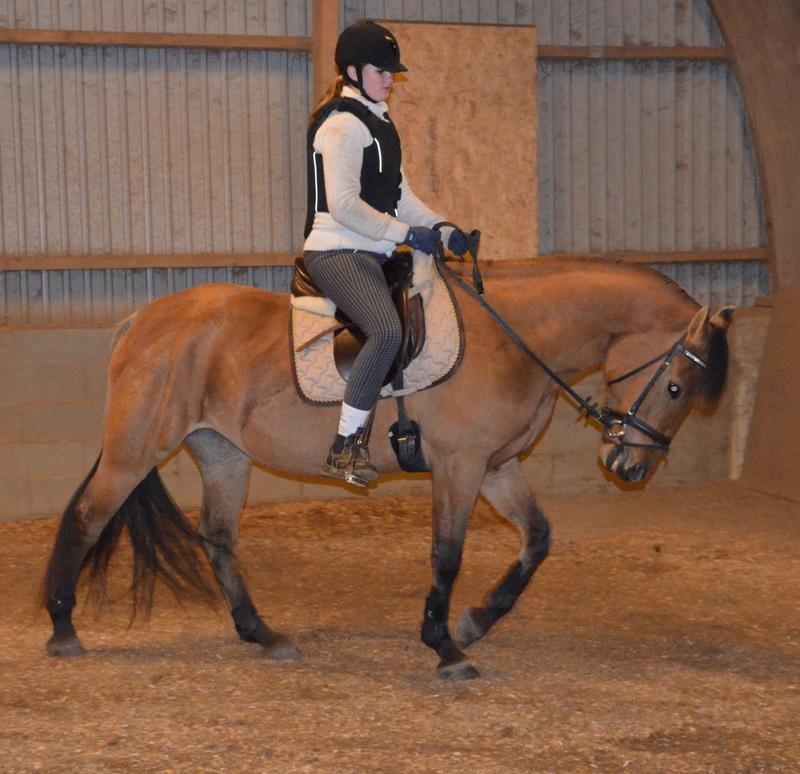 Anden særlig race Tequiro Sunset | Tio | <3 billede 16