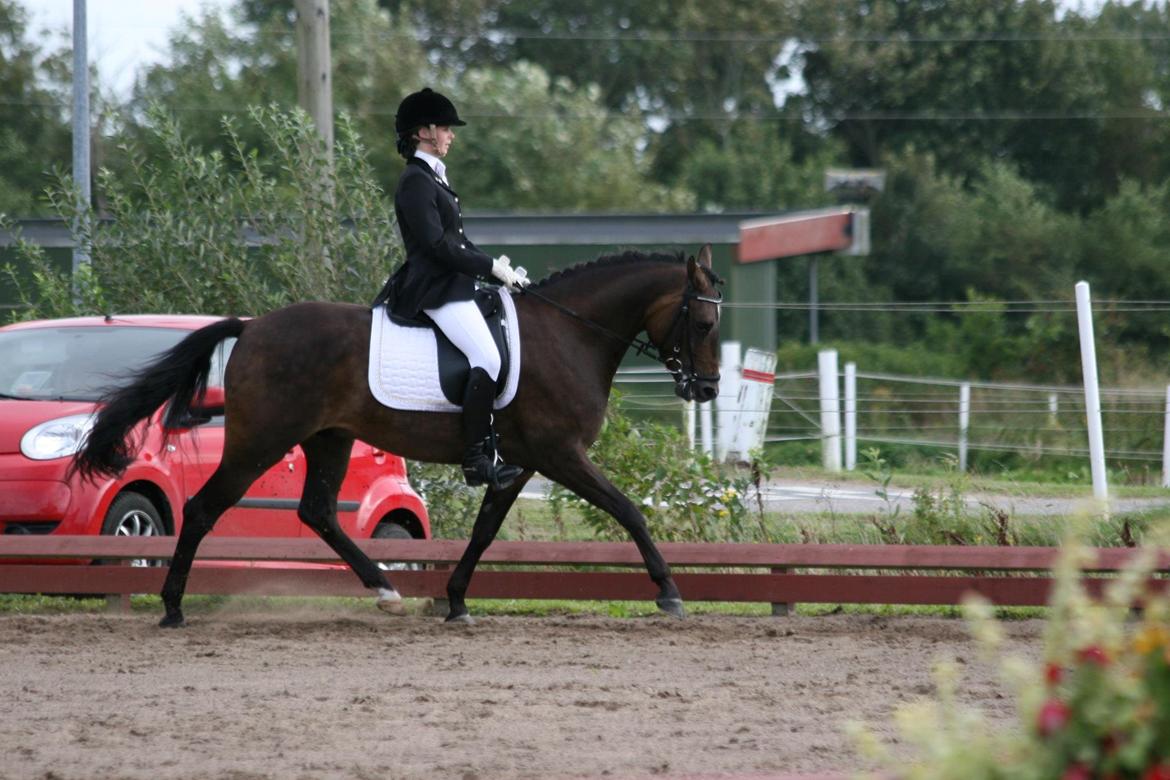 New Forest Holmens Kazai billede 17