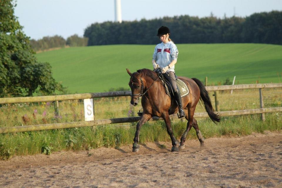 New Forest Holmens Kazai - Dressurtræning på ANE ;) billede 19