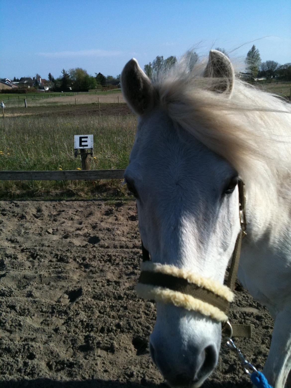 Anden særlig race Kikko billede 4