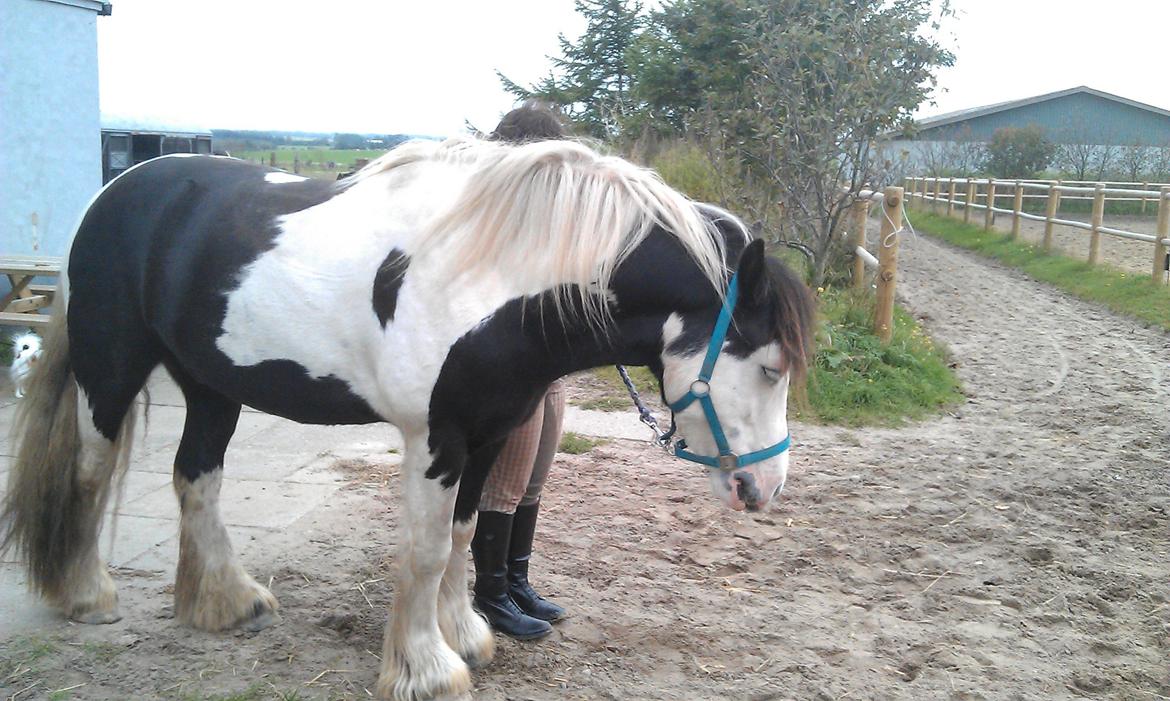 Irish Cob Hidalgo O'hara - Sådan så han ud da han kom. :-)
 billede 3