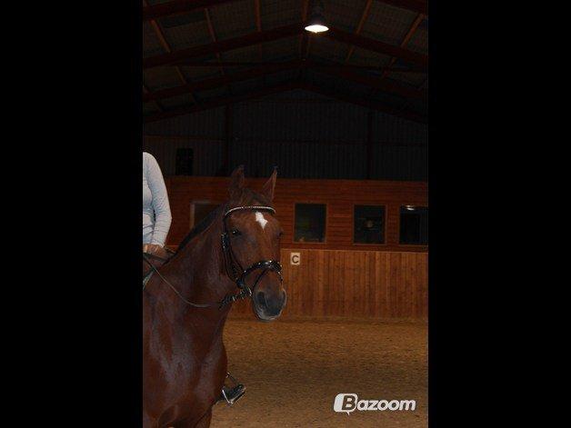 Anden særlig race Cassie billede 8