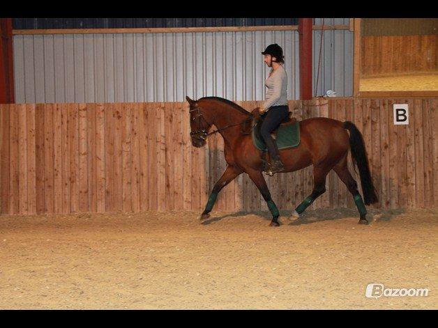 Anden særlig race Cassie billede 9