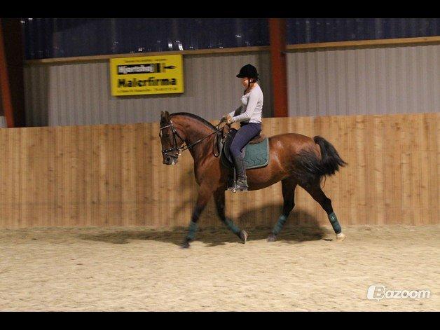 Anden særlig race Cassie billede 13