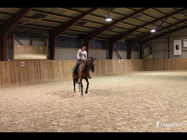 Anden særlig race Cassie billede 15