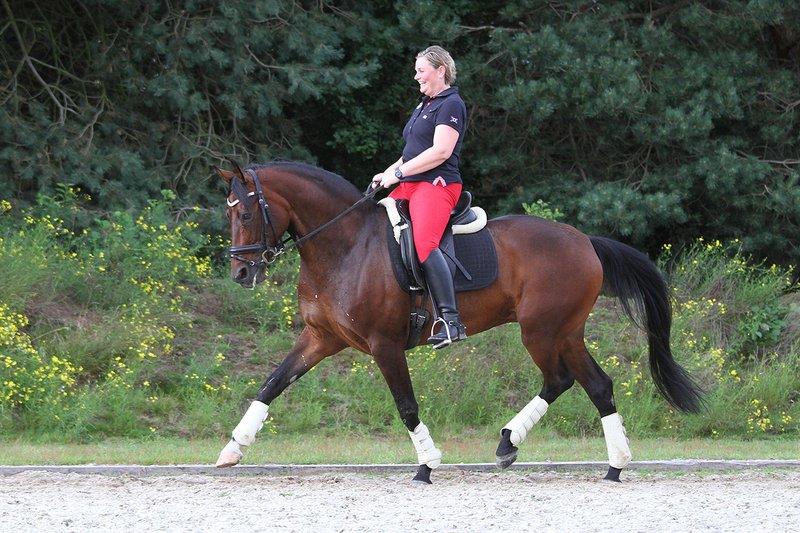 Tysk Varmblod Hotmail S billede 1