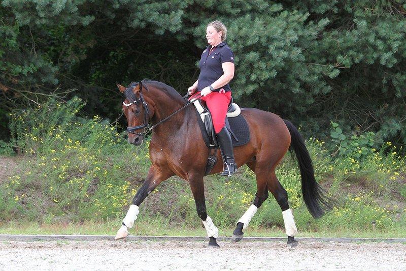 Tysk Varmblod Hotmail S billede 3