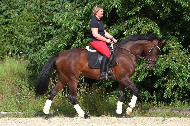 Tysk Varmblod Hotmail S billede 2