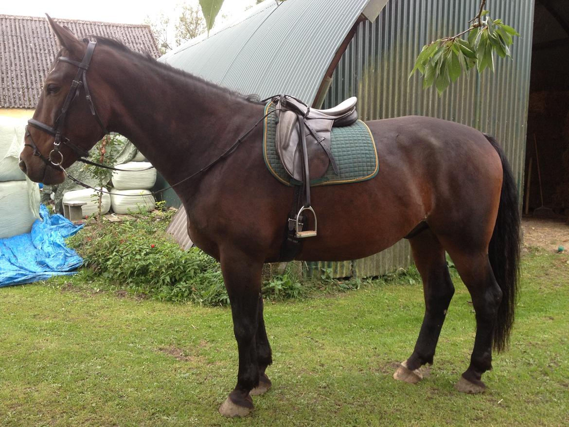 Anden særlig race Smirnoff - At stå stille mens "mor" løber rundt med et kamera er en præstation. Jeg burde faktisk have mange æbler for det:-) billede 7