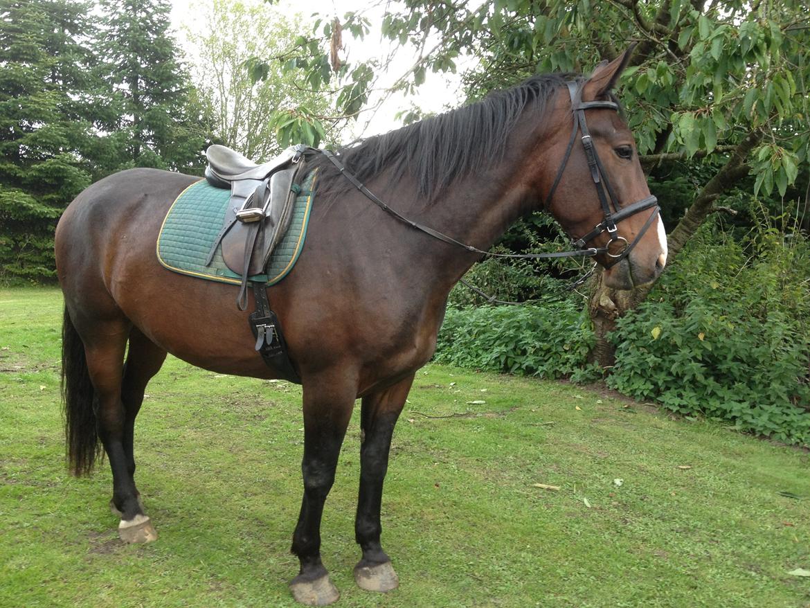 Anden særlig race Smirnoff - Jeg kan også se til den anden side, mens jeg står stille og glæder mig til samarbejdet. billede 8