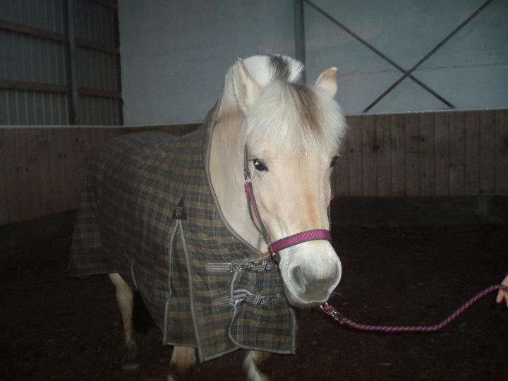 Fjordhest Ophelia min skønne pony billede 9