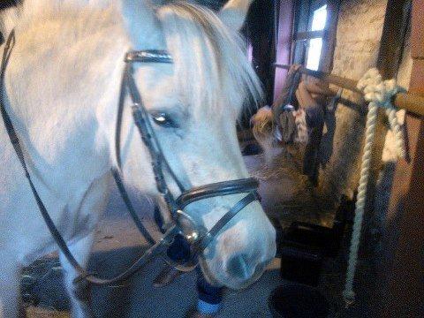 Fjordhest Ophelia min skønne pony billede 4