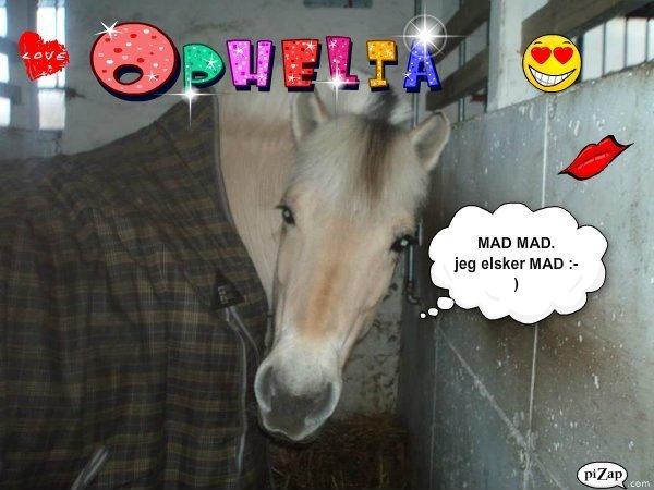 Fjordhest Ophelia min skønne pony billede 7