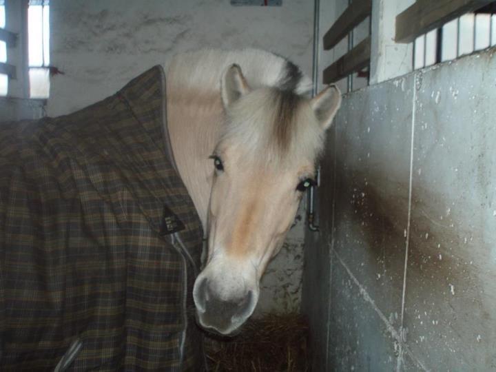 Fjordhest Ophelia min skønne pony billede 13