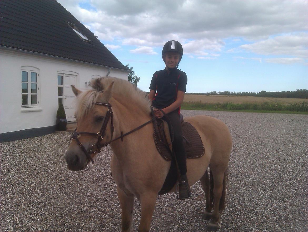 Fjordhest Ophelia min skønne pony billede 6