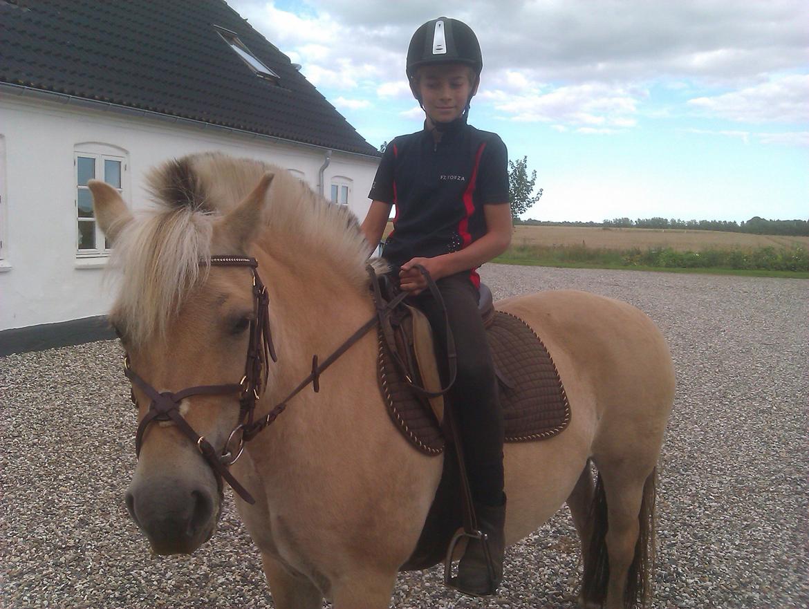 Fjordhest Ophelia min skønne pony billede 2