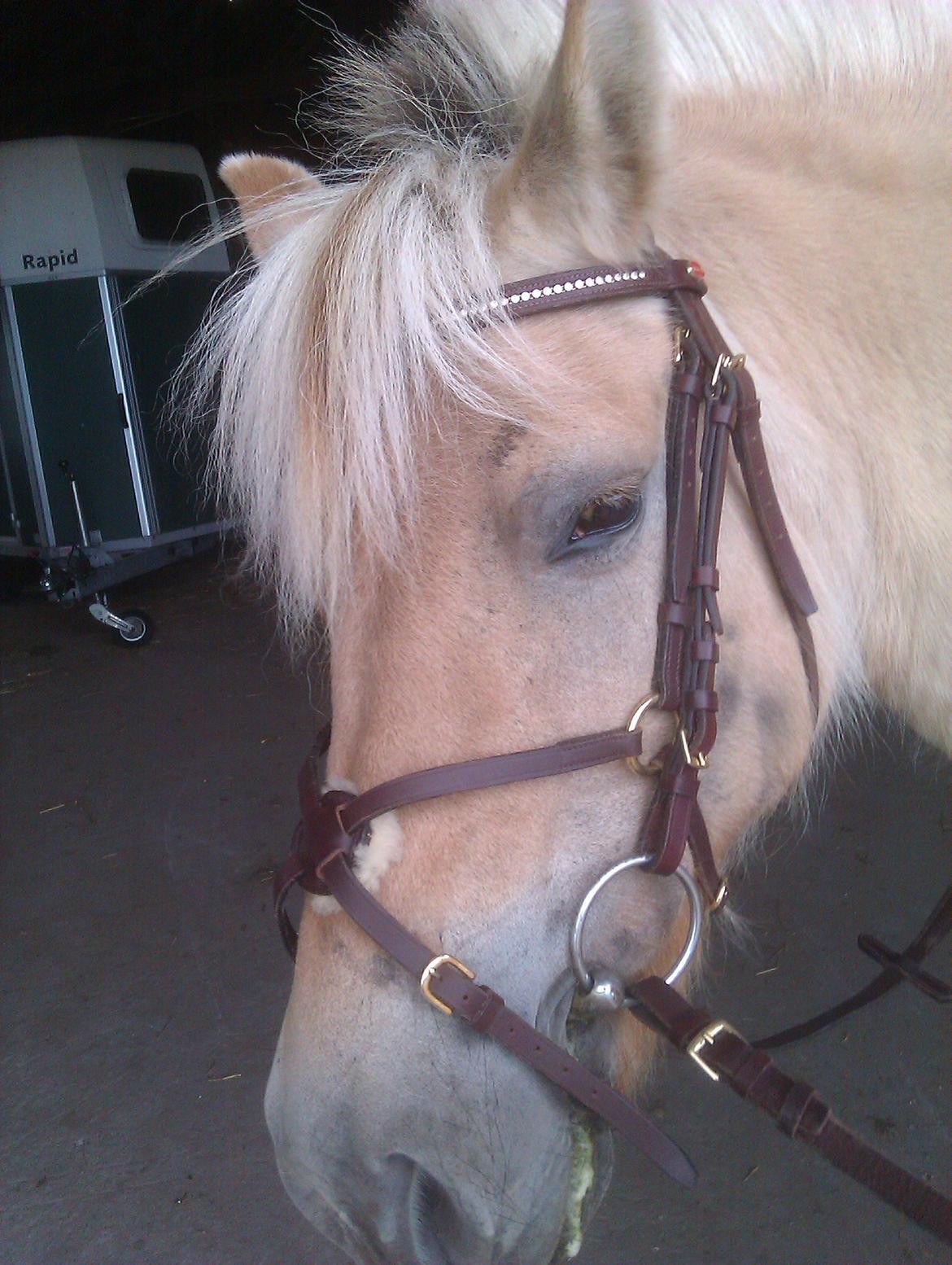 Fjordhest Ophelia min skønne pony billede 11
